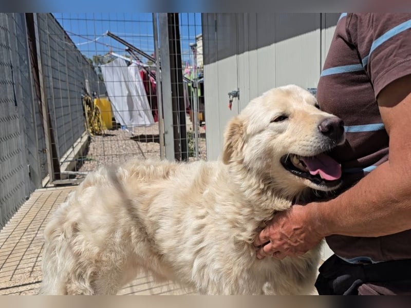 Olaf: wie groß kann Sehnsucht sein