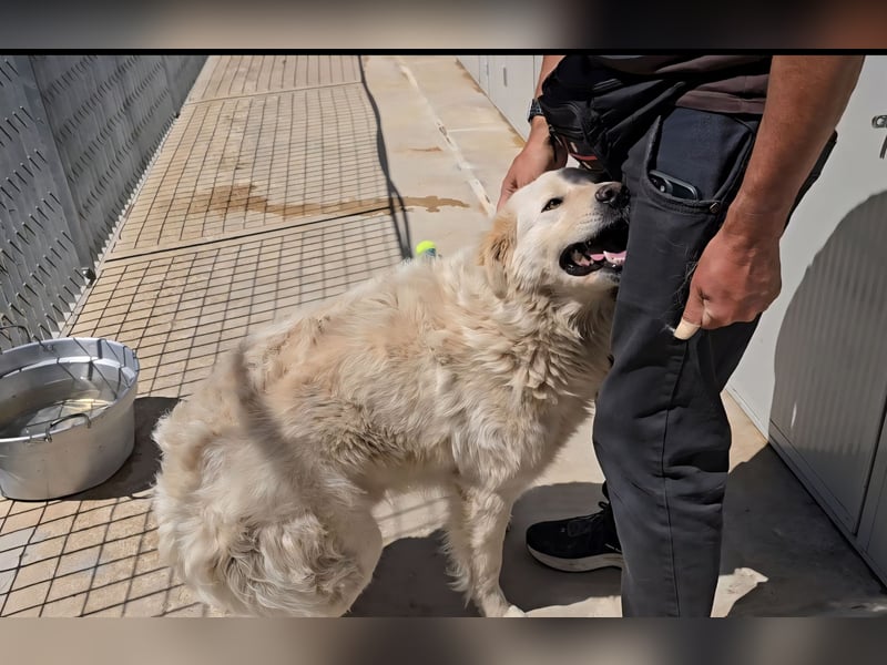 Olaf: wie groß kann Sehnsucht sein