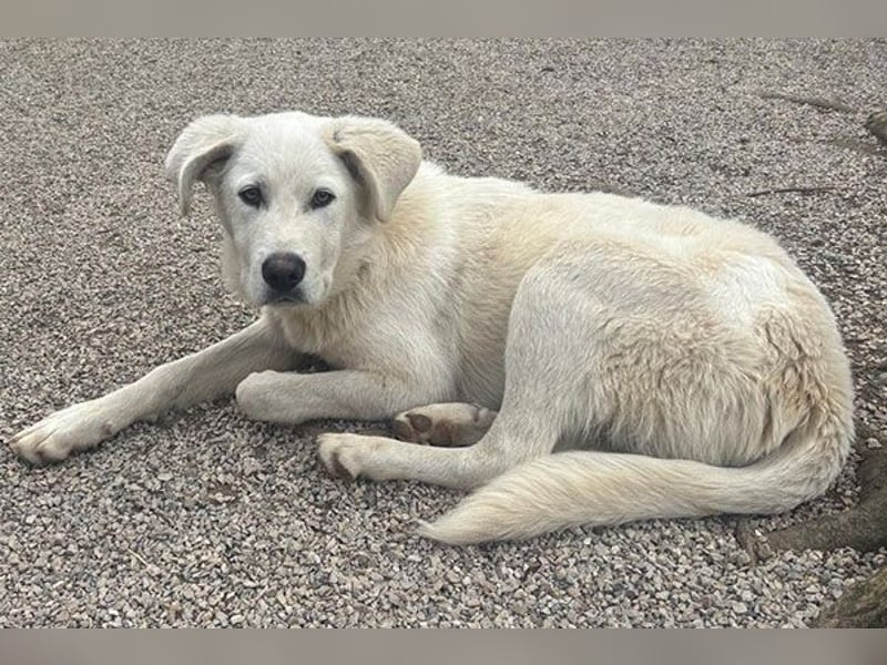 Ben, der schöne Weiße!