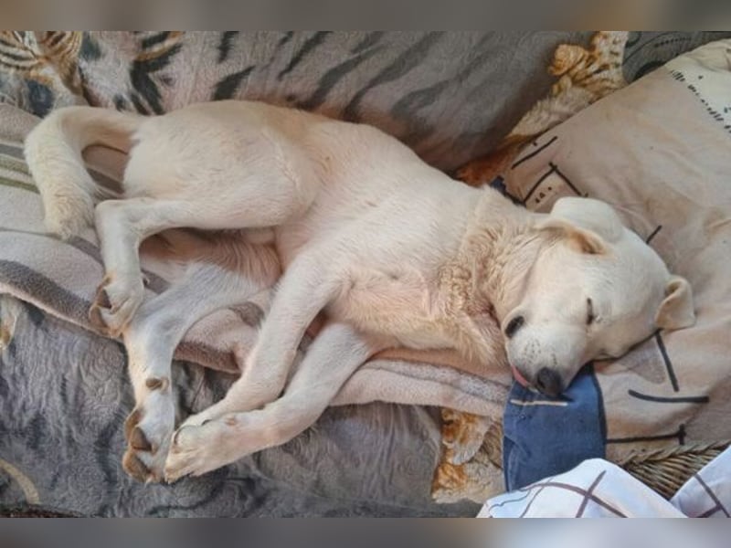 Ben, der schöne Weiße!