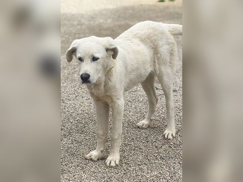 Ben, der schöne Weiße!