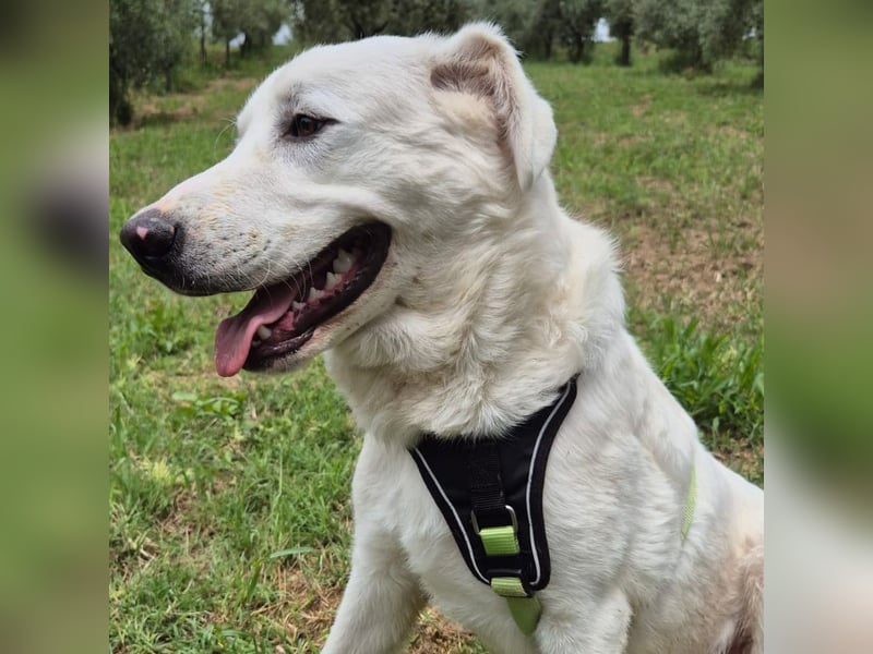 Joele - ein Traum-Maremmano mit großem Herz und sanftem Wesen