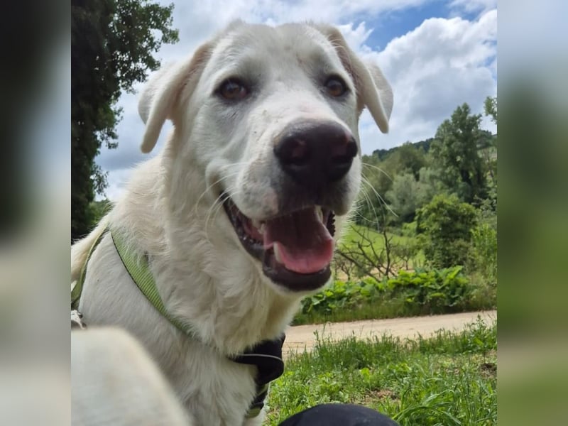 Joele - ein Traum-Maremmano mit großem Herz und sanftem Wesen