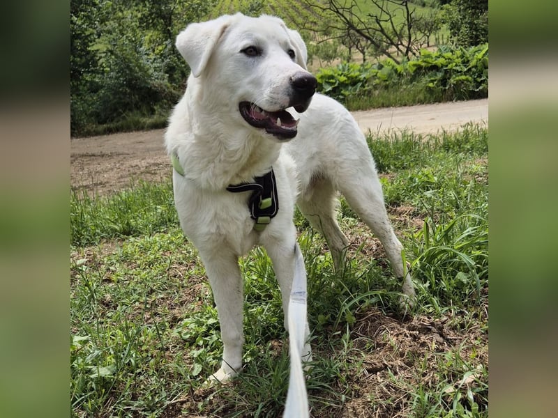 Joele - ein Traum-Maremmano mit großem Herz und sanftem Wesen