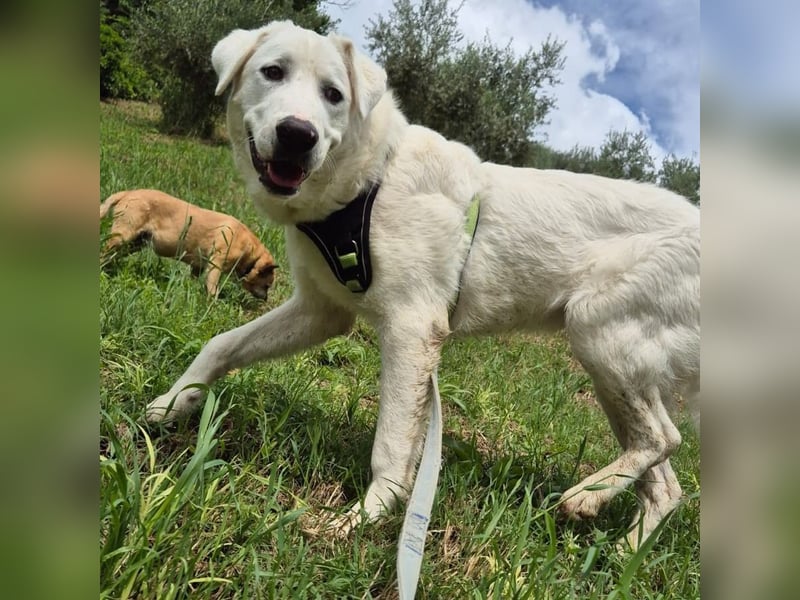 Joele - ein Traum-Maremmano mit großem Herz und sanftem Wesen