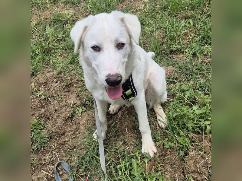 Joele - ein Traum-Maremmano mit großem Herz und sanftem Wesen