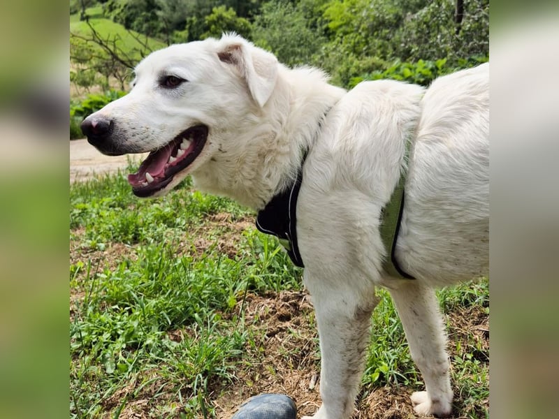 Joele - ein Traum-Maremmano mit großem Herz und sanftem Wesen