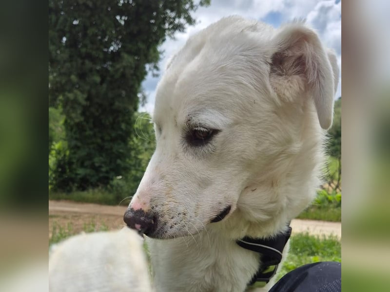 Joele - ein Traum-Maremmano mit großem Herz und sanftem Wesen