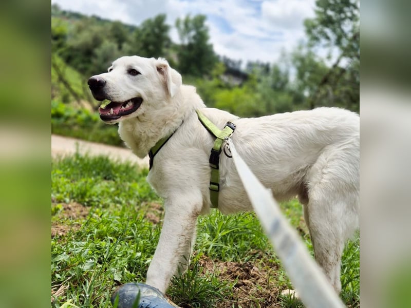 Joele - ein Traum-Maremmano mit großem Herz und sanftem Wesen