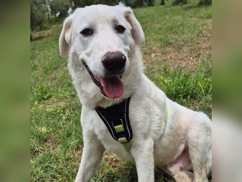 Joele - ein Traum-Maremmano mit großem Herz und sanftem Wesen