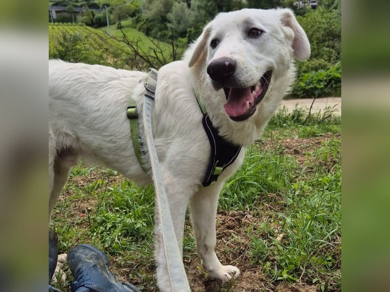 Joele - ein Traum-Maremmano mit großem Herz und sanftem Wesen