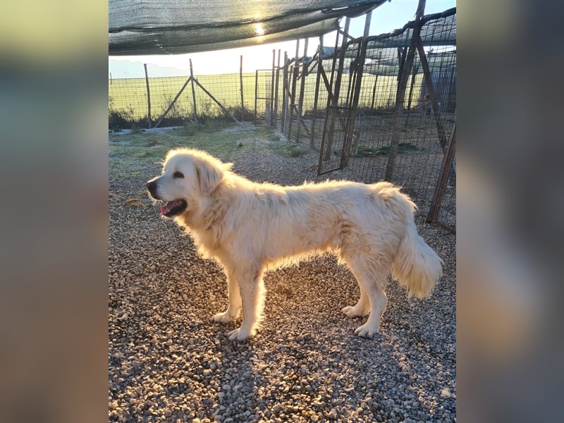 Cesare Augusto sucht Zuhause mit Herz