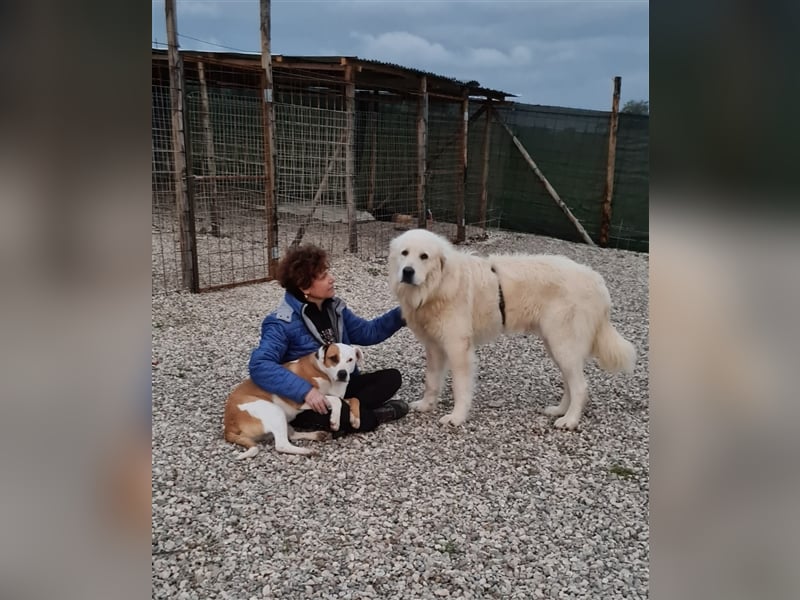 Cesare Augusto sucht Zuhause mit Herz