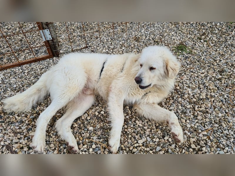 Cesare Augusto sucht Zuhause mit Herz