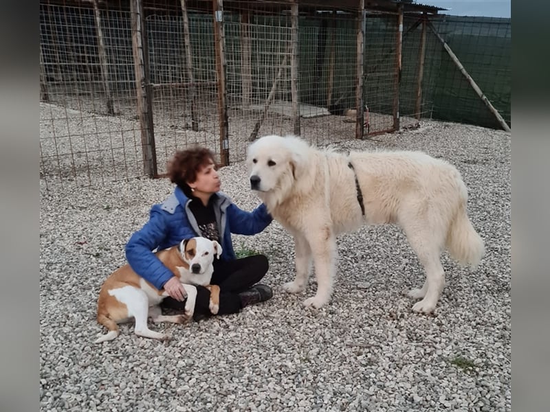 Cesare Augusto sucht Zuhause mit Herz