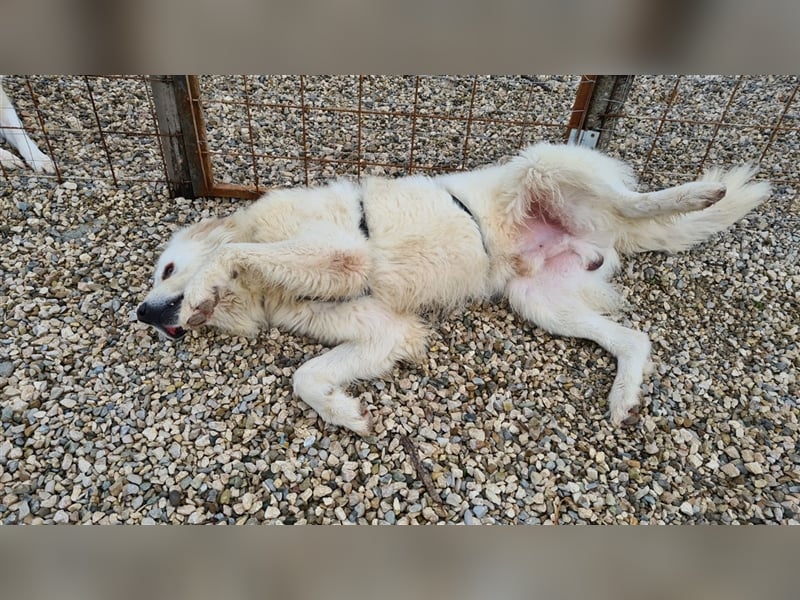 Cesare Augusto sucht Zuhause mit Herz