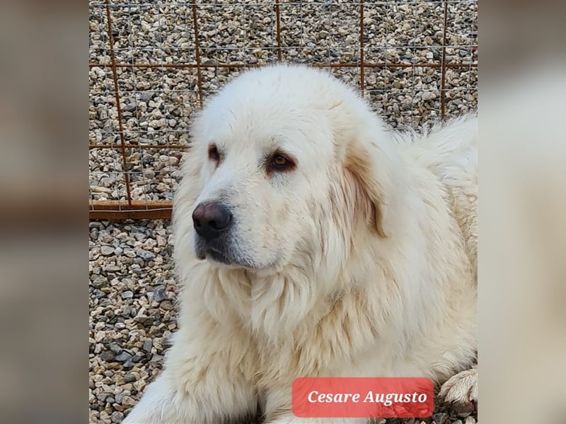 Cesare Augusto sucht Zuhause mit Herz