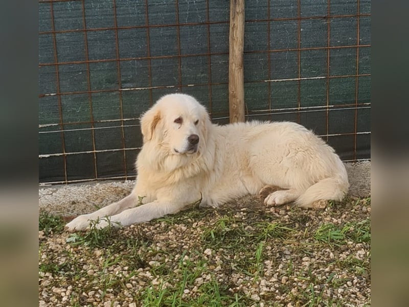 Cesare Augusto sucht Zuhause mit Herz