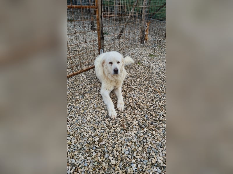 Cesare Augusto sucht Zuhause mit Herz