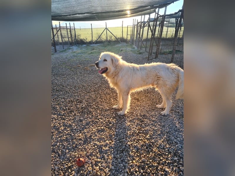 Cesare Augusto sucht Zuhause mit Herz