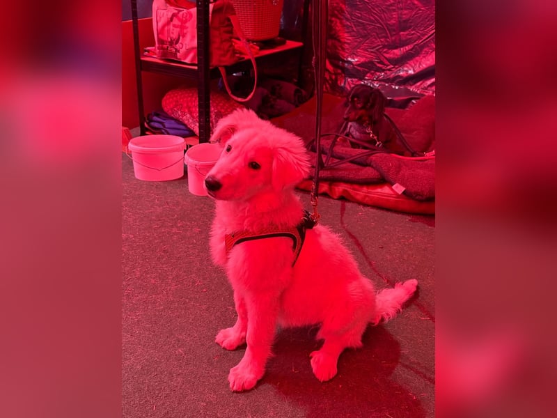 Lilly  unser Eisbär