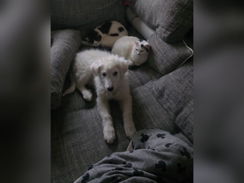 Lilly  unser Eisbär