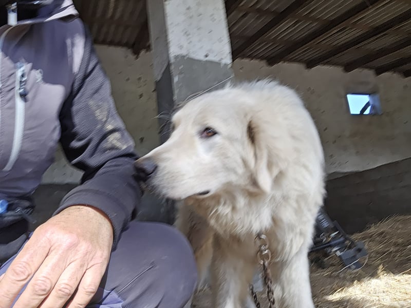 Aaron: imposanter Kerl sucht seine Menschen