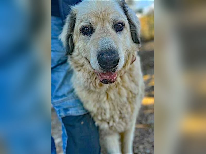 Zorro sucht sein Glück!