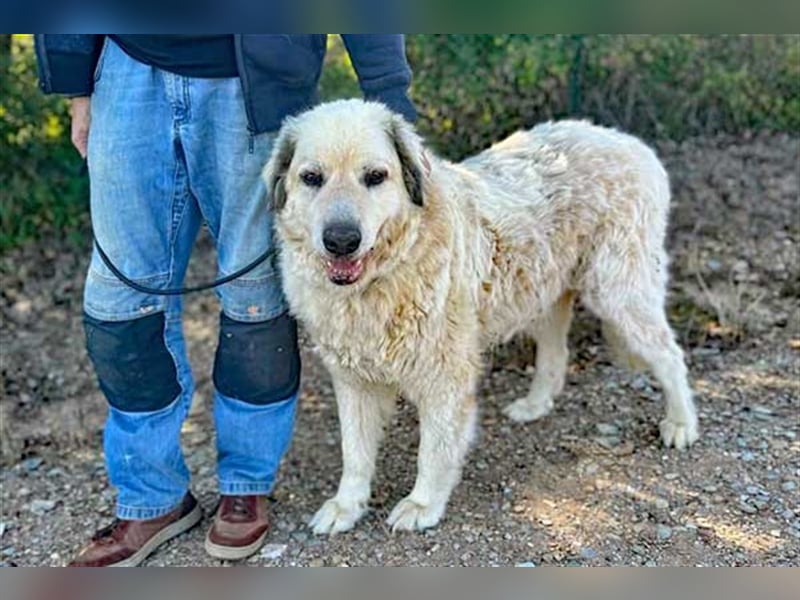 Zorro sucht sein Glück!