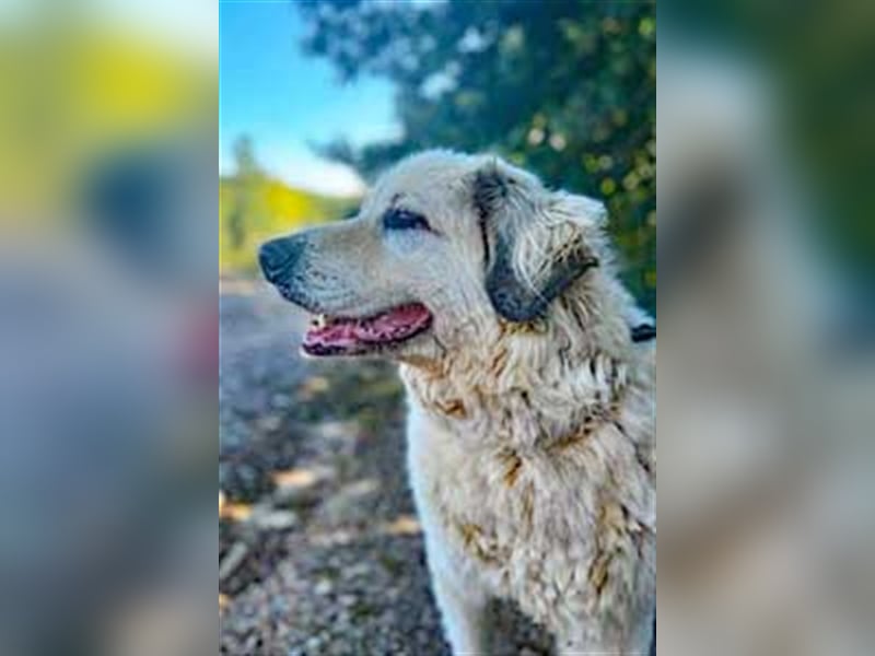 Zorro sucht sein Glück!