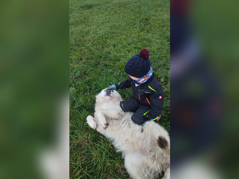 Super lieber Maremmano Rüde in liebevolle Hände abzugeben