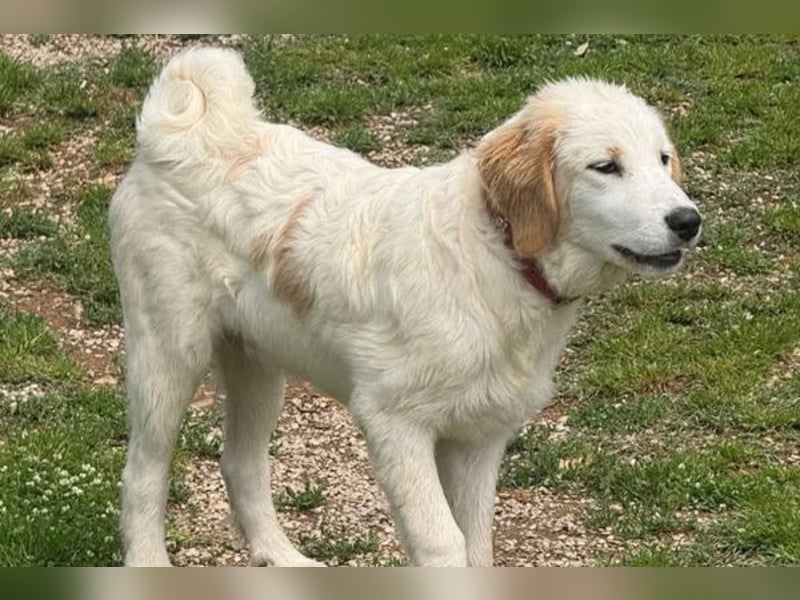 Corrado sucht eine Familie