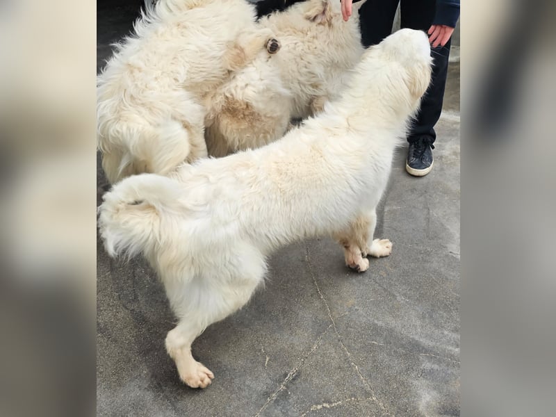 Romina - unser Sonnenschein sucht ein Zuhause