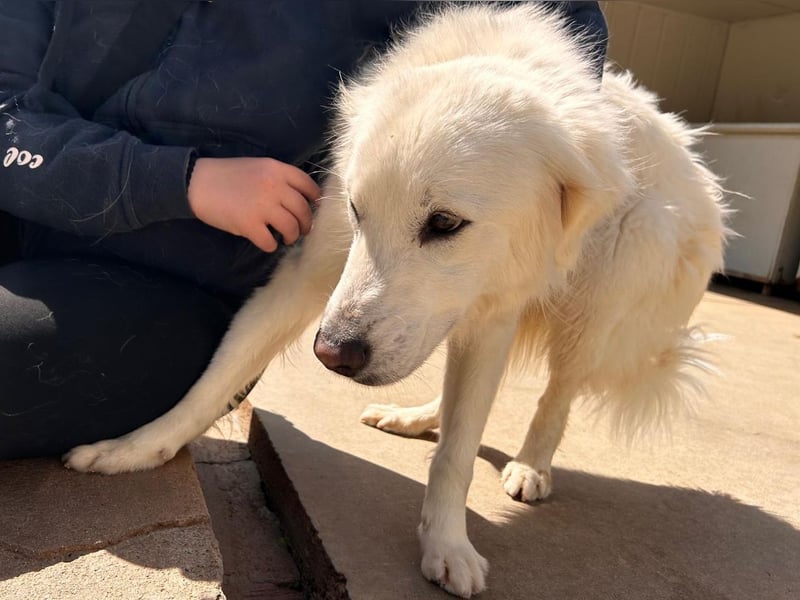 Romina - unser Sonnenschein sucht ein Zuhause