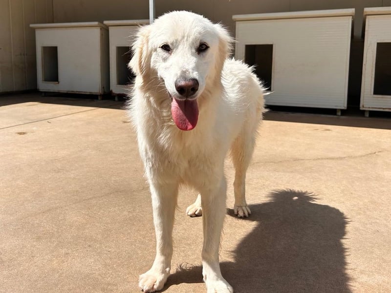 Romina - unser Sonnenschein sucht ein Zuhause