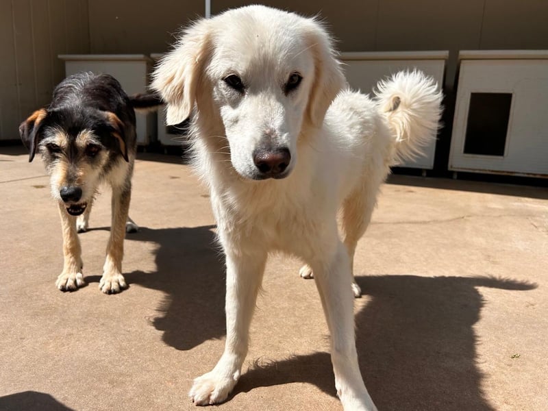 Romina - unser Sonnenschein sucht ein Zuhause