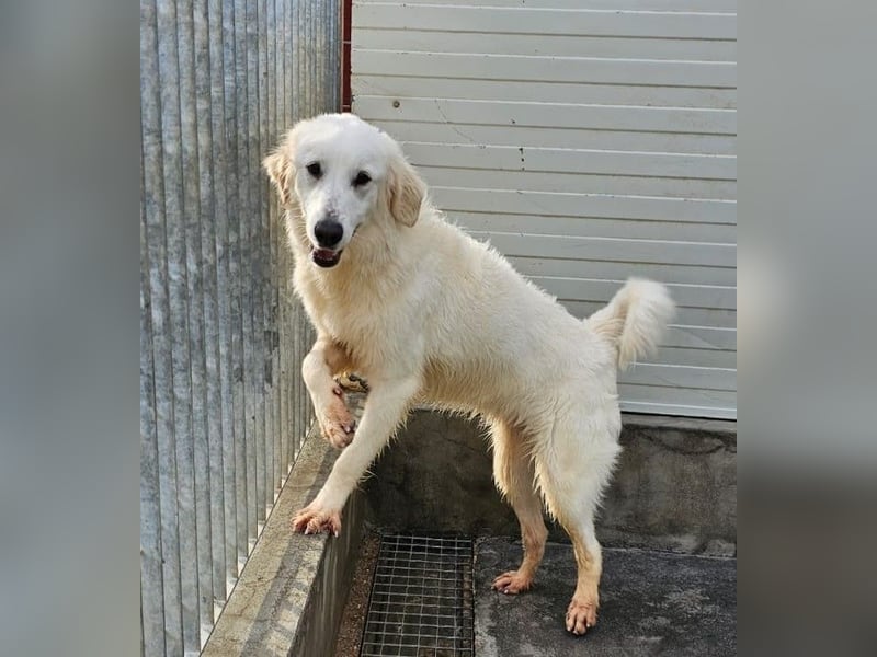 Romina - unser Sonnenschein sucht ein Zuhause