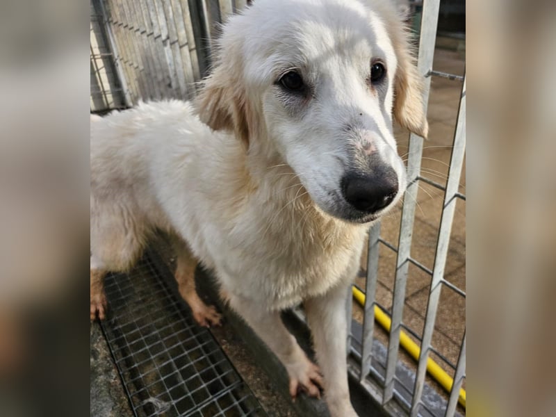 Romina - unser Sonnenschein sucht ein Zuhause