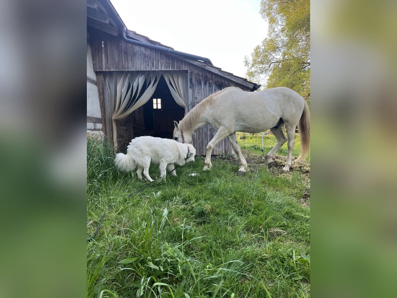 Franzl sucht seinen besonderen Lebensplatz