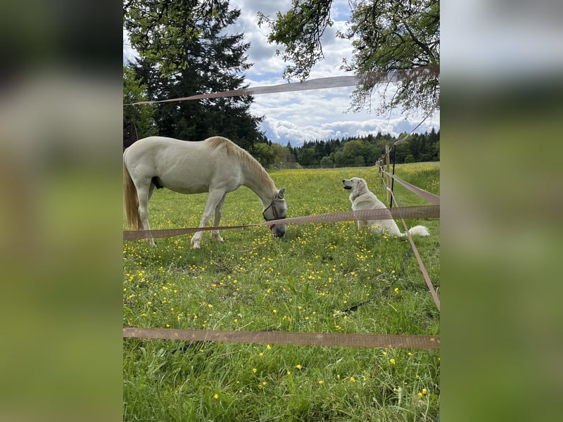 Franzl sucht seinen besonderen Lebensplatz