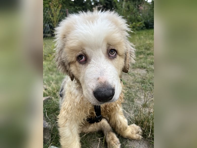 Hütehund - Pyrenäen Schäferhund / Bernasen Mix 3 Welpe Rüde