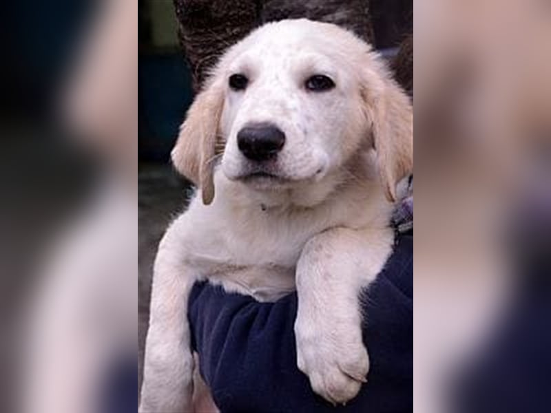 Freundlicher Herdenschutzhund Rüde Maremmano Hero sucht seine Helden Familie