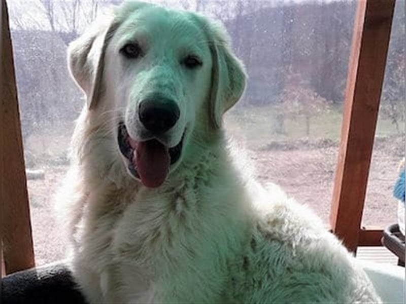 Freundlicher Herdenschutzhund Rüde Maremmano Hero sucht seine Helden Familie