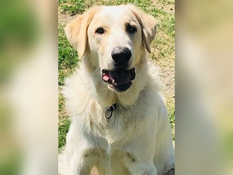 Freundlicher Herdenschutzhund Rüde Maremmano Hero sucht seine Helden Familie