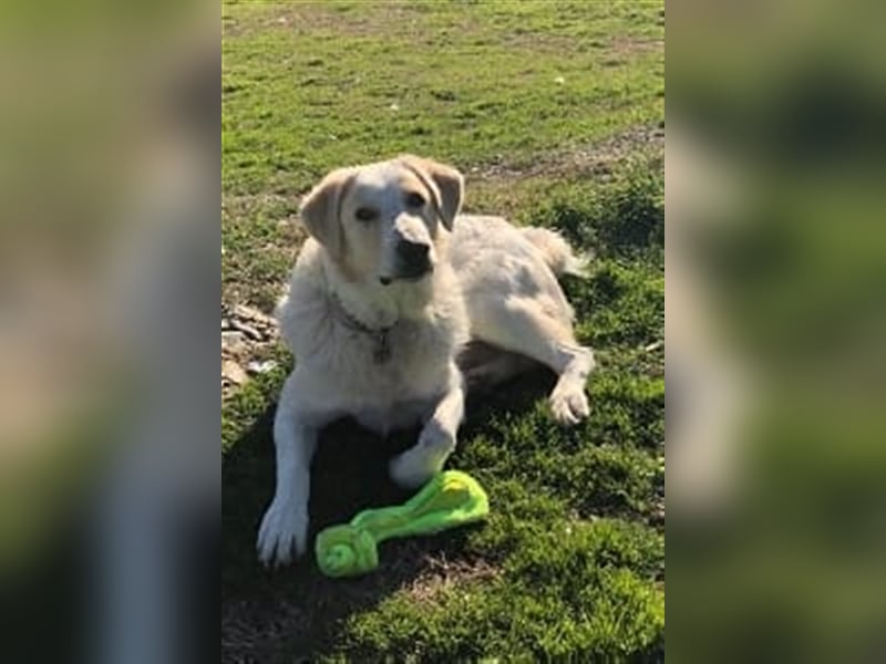 Freundlicher Herdenschutzhund Rüde Maremmano Hero sucht seine Helden Familie