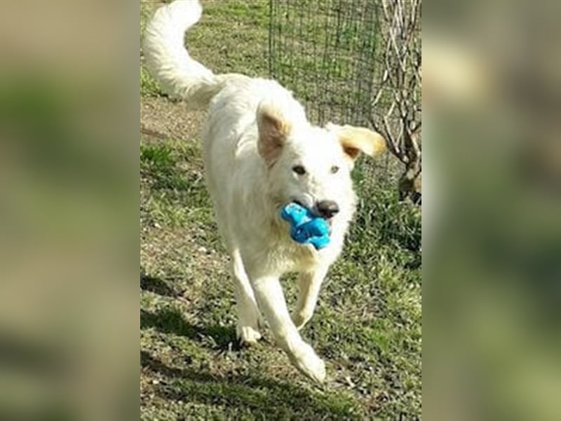 Freundlicher Herdenschutzhund Rüde Maremmano Hero sucht seine Helden Familie