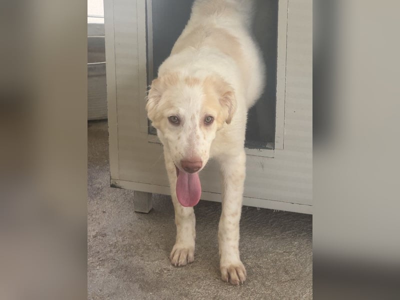 Milo: völlig überfordert im Tierheim