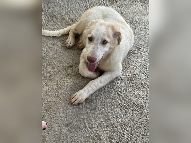 Milo: völlig überfordert im Tierheim