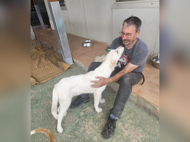 Paolo: dankbarer, verschmuster Welpe
