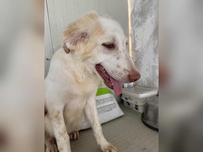 Milo: völlig überfordert im Tierheim